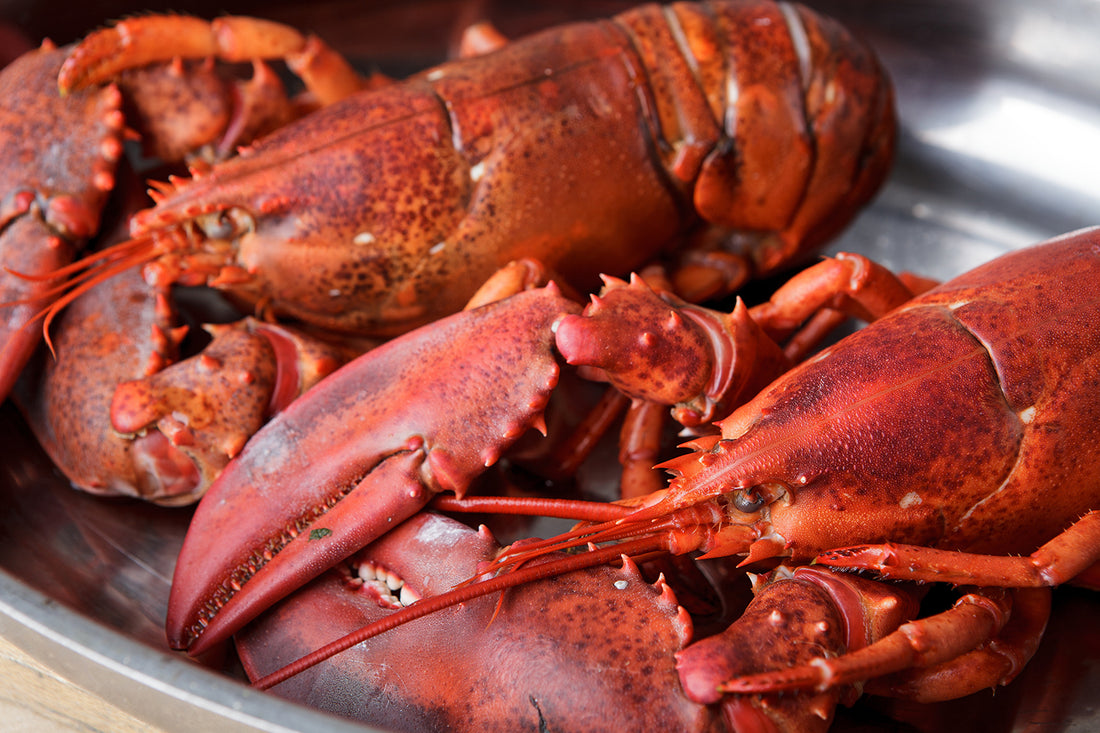 Lobsters Make For Strong Body Armor. What Other Materials Are Used?